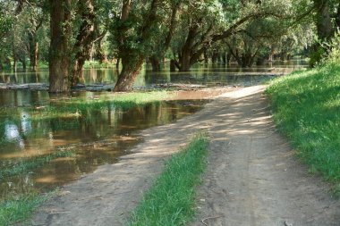 Ormanda sel, toprak yol, yüksek su seviyesi olan nehir, sel, aydınlık bir günde yazın doğa.