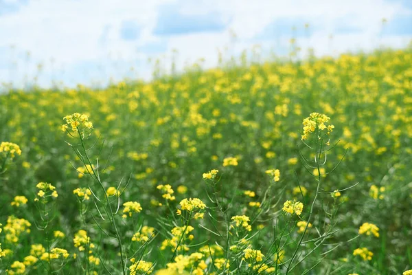 Schöne Sommerlandschaft Eine Wiese Mit Gelben Blumen Wald Einem Strahlend — Stockfoto