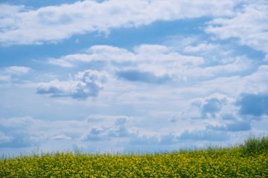 Güzel bir yaz manzarası. Parlak güneşli bir günde ormanda sarı çiçekli bir çayır.