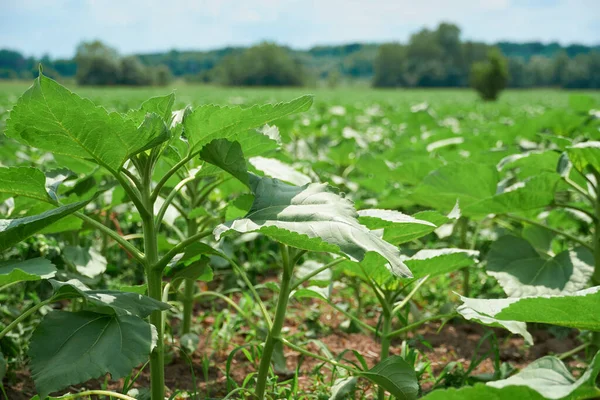 Agricultural Field Young Sunflowers Bright Sunny Day — Stock Photo, Image