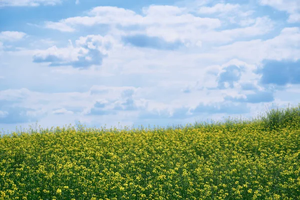 Bellissimo Paesaggio Estivo Prato Con Fiori Gialli Nella Foresta Una — Foto Stock