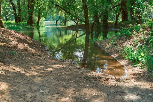 Overstroming Het Bos Rivier Met Hoog Waterpeil Overstromingen Natuur Zomer — Stockfoto