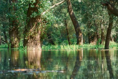 Ormanda sel, yüksek su seviyeli nehir, sel, yaz aylarında doğa.