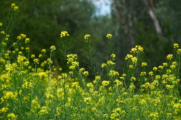 Beautiful Summer Landscape Meadow Yellow Flowers Forest Bright Sunny Day — Stock Photo, Image