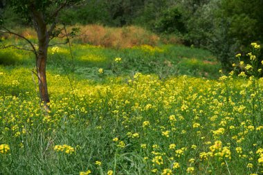 Güzel bir yaz manzarası. Parlak güneşli bir günde ormanda sarı çiçekli bir çayır.