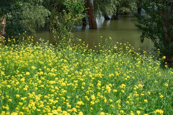 Vackert Sommarlandskap Äng Med Gula Blommor Skogen Ljus Solig Dag — Stockfoto