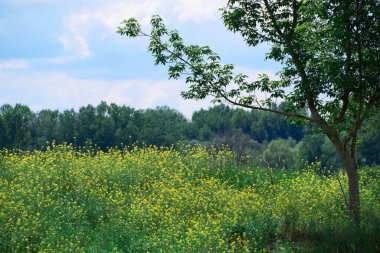 Güzel bir yaz manzarası. Parlak güneşli bir günde ormanda sarı çiçekli bir çayır.