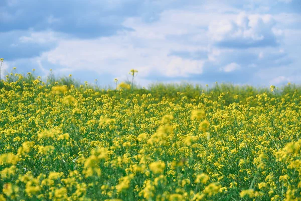Piękny Letni Krajobraz Łąka Żółtymi Kwiatami Lesie Słoneczny Dzień — Zdjęcie stockowe