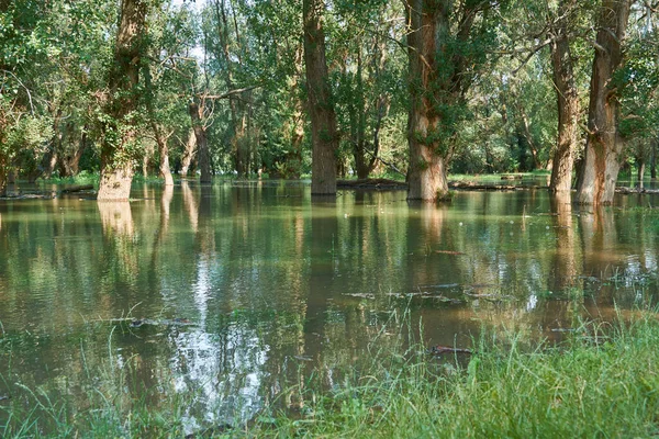 Повені Лісі Річка Високим Рівнем Води Затоплення Природа Влітку Яскравий — стокове фото