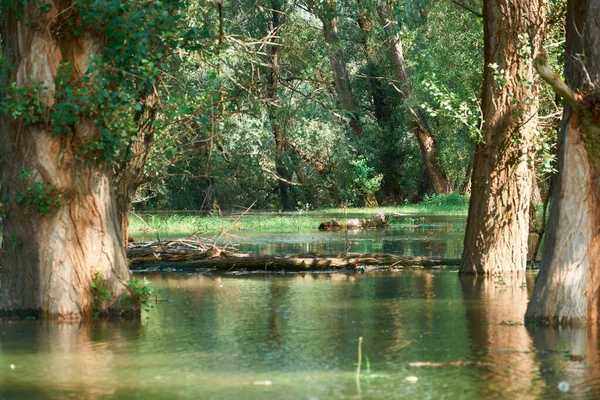 Översvämning Skogen Flod Med Hög Vattennivå Översvämning Natur Sommaren Ljus — Stockfoto