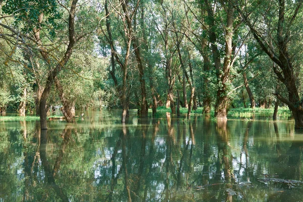 Inondation Dans Forêt Rivière Avec Niveau Eau Élevé Inondation Nature — Photo