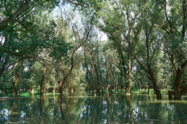 Ormanda sel, yüksek su seviyeli nehir, sel, yaz aylarında doğa.