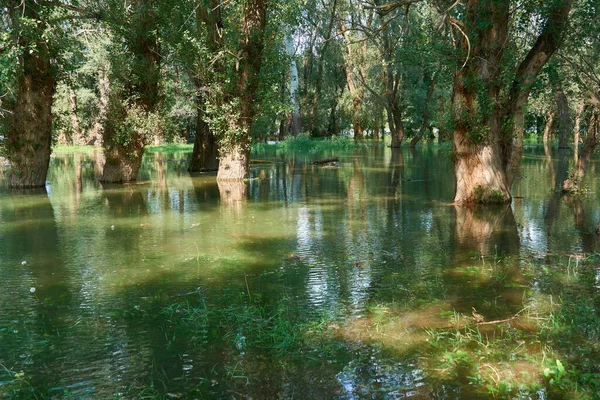 Повені Лісі Річка Високим Рівнем Води Затоплення Природа Влітку Яскравий — стокове фото