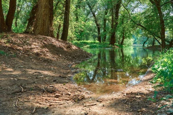 Översvämning Skogen Flod Med Hög Vattennivå Översvämning Natur Sommaren Ljus — Stockfoto