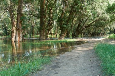 Ormanda sel, yüksek su seviyeli nehir, sel, yaz aylarında doğa.
