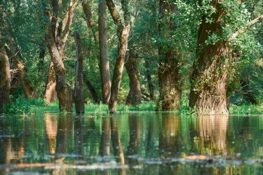 Ormanda sel, yüksek su seviyeli nehir, sel, yaz aylarında doğa.