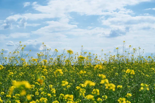 Bellissimo Paesaggio Estivo Prato Con Fiori Gialli Nella Foresta Una — Foto Stock