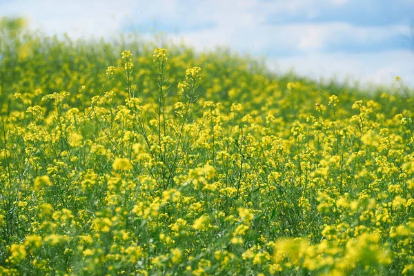 Beautiful Summer Landscape Meadow Yellow Flowers Forest Bright Sunny Day — Stock Photo, Image