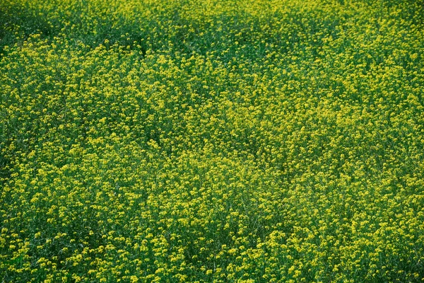 Vackert Sommarlandskap Äng Med Gula Blommor Skogen Ljus Solig Dag — Stockfoto