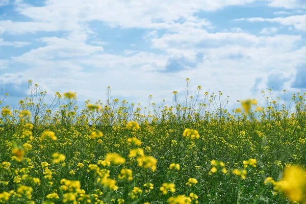 Bellissimo Paesaggio Estivo Prato Con Fiori Gialli Nella Foresta Una — Foto Stock