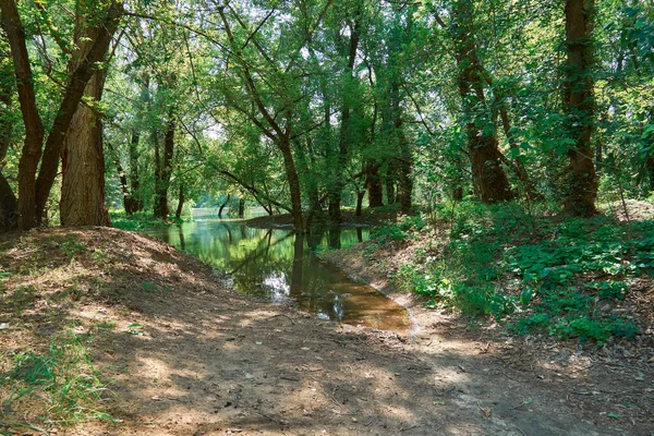 Översvämning Skogen Flod Med Hög Vattennivå Översvämning Natur Sommaren Ljus — Stockfoto