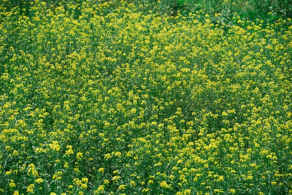 Vackert Sommarlandskap Äng Med Gula Blommor Skogen Ljus Solig Dag — Stockfoto