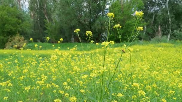 Квітковий Луг Лісі Яскравий Літній День Жовті Квіти Зелені Дерева — стокове відео