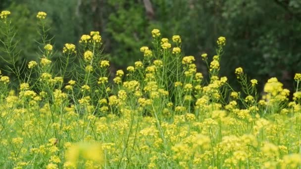 Blumenwiese Wald Einem Strahlenden Sommertag Gelbe Blumen Und Grüne Bäume — Stockvideo