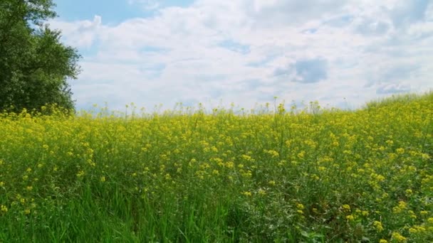 Blomsteräng Skogen Ljus Sommardag Gula Blommor Och Gröna Träd — Stockvideo