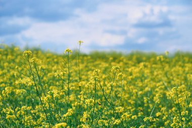 Güzel bir yaz manzarası. Parlak güneşli bir günde ormanda sarı çiçekli bir çayır.