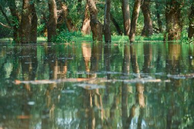 Ormanda sel, yüksek su seviyeli nehir, sel, yaz aylarında doğa.