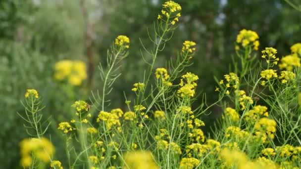 Blomsteräng Skogen Ljus Sommardag Gula Blommor Och Gröna Träd — Stockvideo