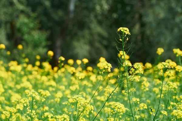 Hermoso Paisaje Verano Prado Con Flores Amarillas Bosque Día Soleado —  Fotos de Stock