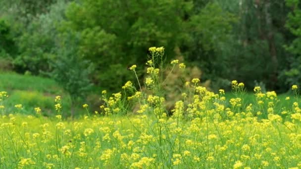 Prairie Fleurs Dans Forêt Par Jour Été Lumineux Fleurs Jaunes — Video