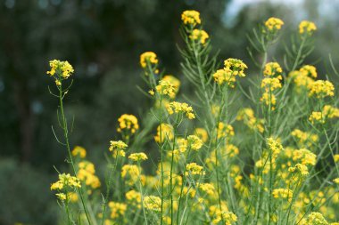 Güzel bir yaz manzarası. Parlak güneşli bir günde ormanda sarı çiçekli bir çayır.