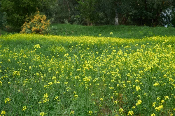 Vackert Sommarlandskap Äng Med Gula Blommor Skogen Ljus Solig Dag — Stockfoto