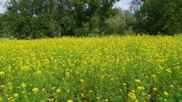 明るい夏の日に森の中の花の牧草地 黄色の花と緑の木 — ストック動画