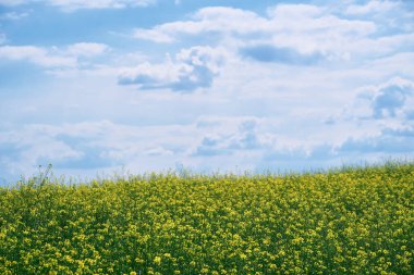 Güzel bir yaz manzarası. Parlak güneşli bir günde ormanda sarı çiçekli bir çayır.