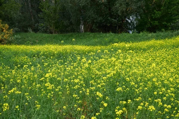 美しい夏の風景 明るい晴れた日に森の中に黄色の花の草原 — ストック写真