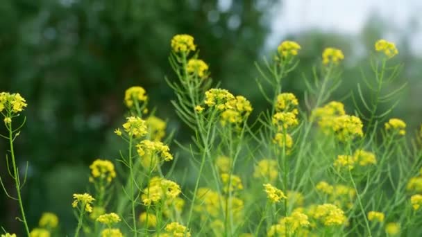 Květinová Louka Lese Jasného Letního Dne Žluté Květy Zelené Stromy — Stock video