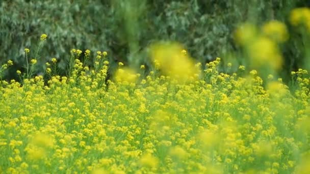 明るい夏の日に森の中の花の牧草地 黄色の花と緑の木 — ストック動画