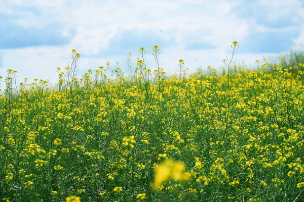 Hermoso Paisaje Verano Prado Con Flores Amarillas Bosque Día Soleado —  Fotos de Stock