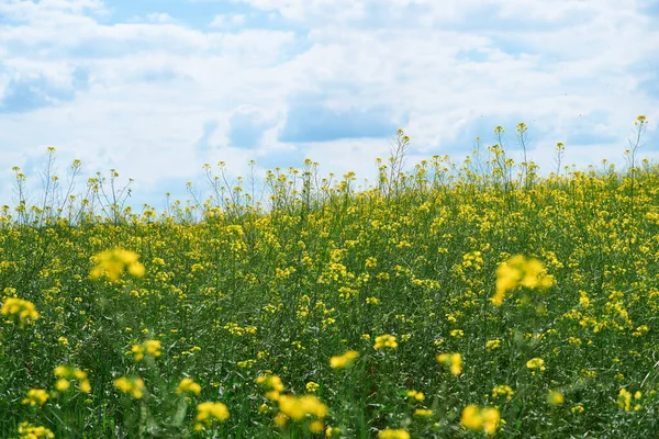 Krásná Letní Krajina Louka Žlutými Květy Lese Jasného Slunečného Dne — Stock fotografie