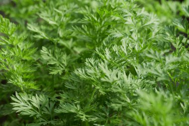 Genç sebze filizleri topraktan çıkar, yakın görüşte.