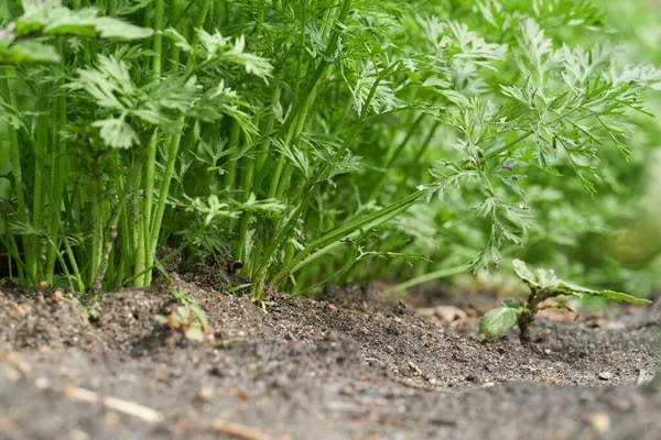 Young Vegetable Sprouts Grow Ground Close View — Stock Photo, Image