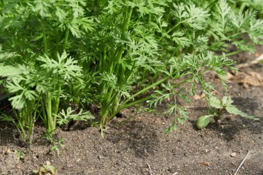 Genç sebze filizleri topraktan çıkar, yakın görüşte.