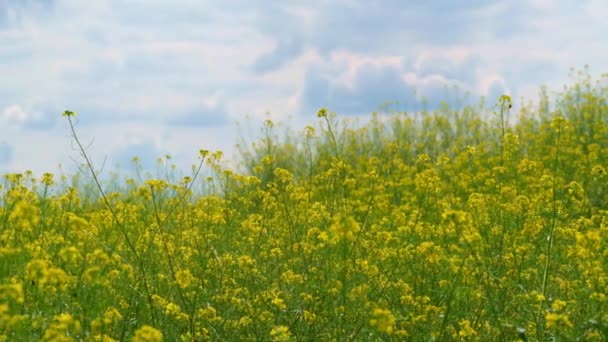 Квітковий Луг Лісі Яскравий Літній День Жовті Квіти Зелені Дерева — стокове відео