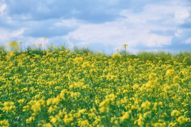 Güzel bir yaz manzarası. Parlak güneşli bir günde ormanda sarı çiçekli bir çayır.