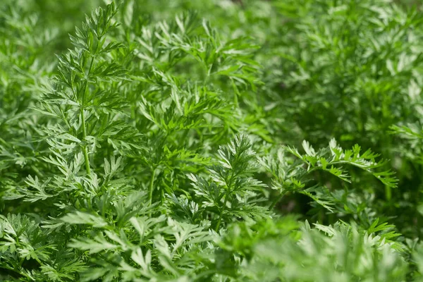 Young Vegetable Sprouts Grow Ground Close View — Stock Photo, Image