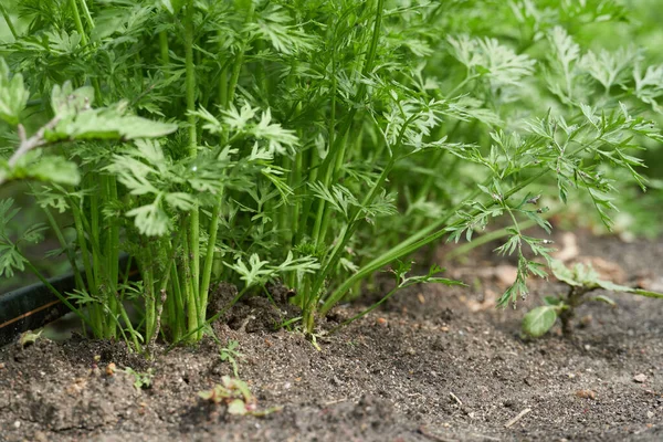 Brotos Legumes Jovens Crescer Partir Chão Vista Perto — Fotografia de Stock